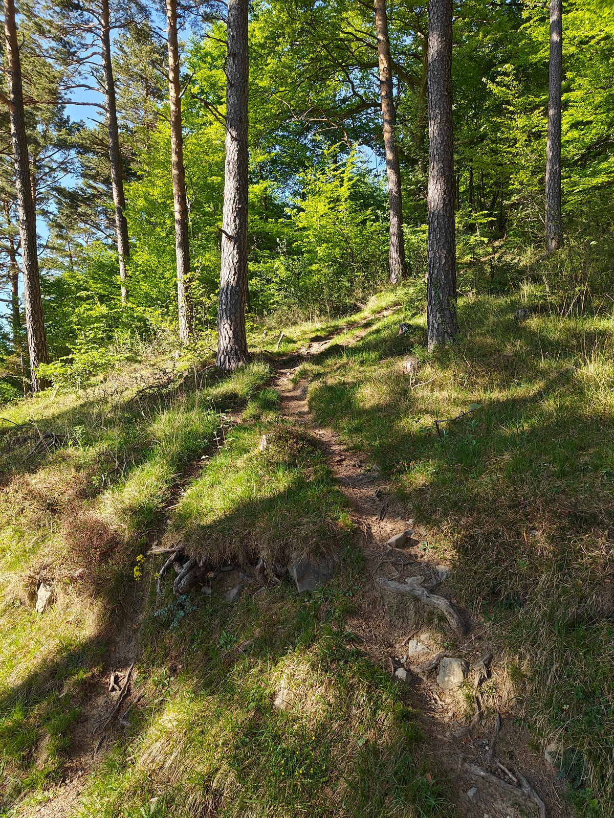 The first stretch of trail through pine and beech forest above Balzers
