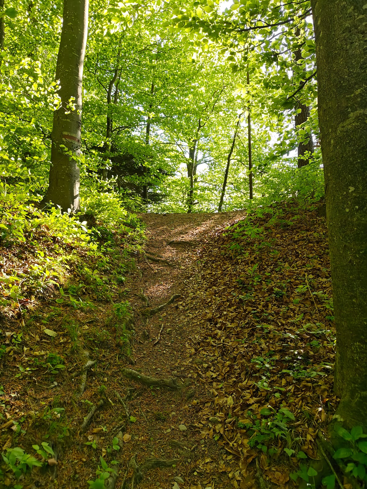 Steady climb through beech forest on the way to Guscha