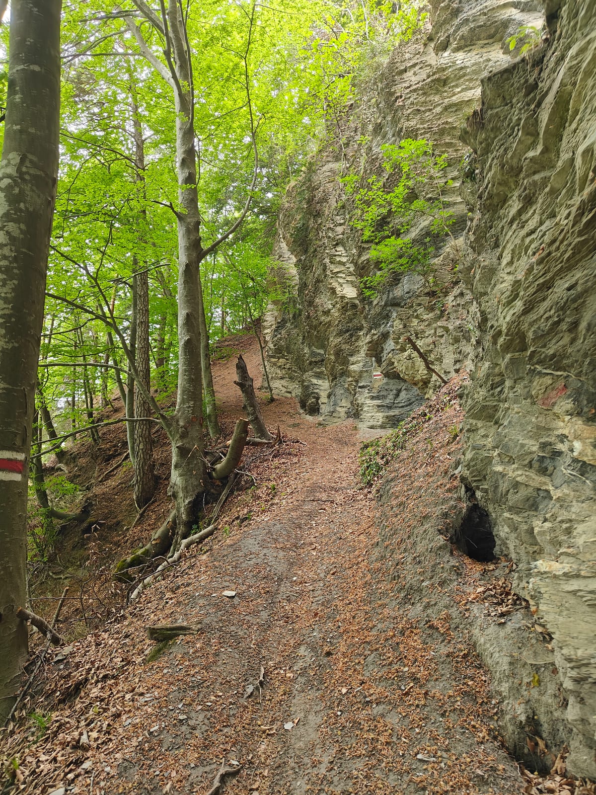 Narrow trail running along a limestone rock face in the forest