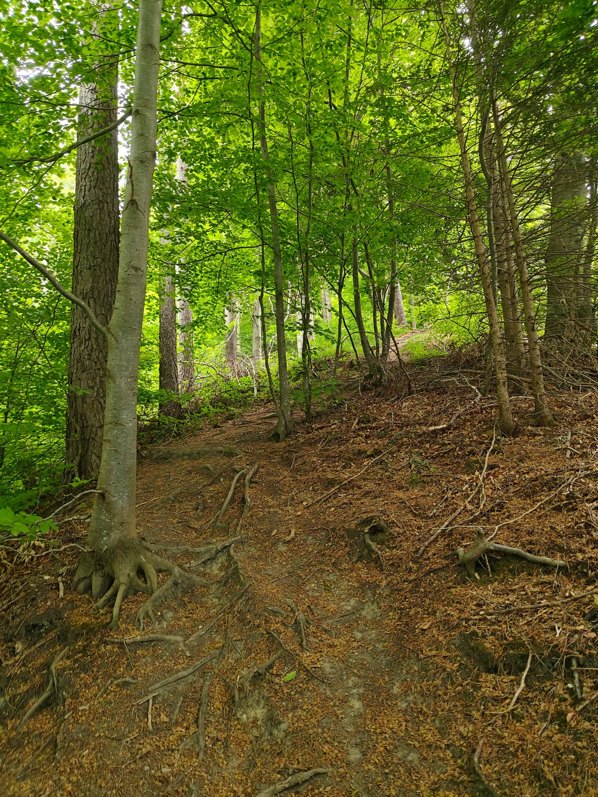 Steep forest trail with exposed roots climbing through beech trees
