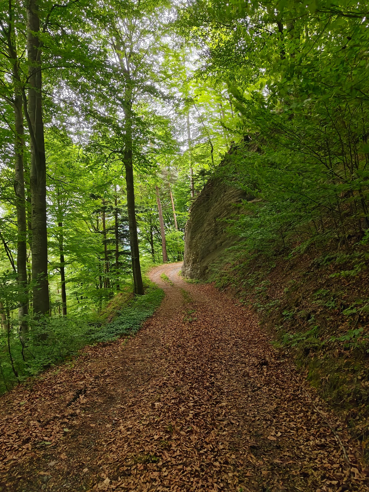 Forest trail continuing through beech trees