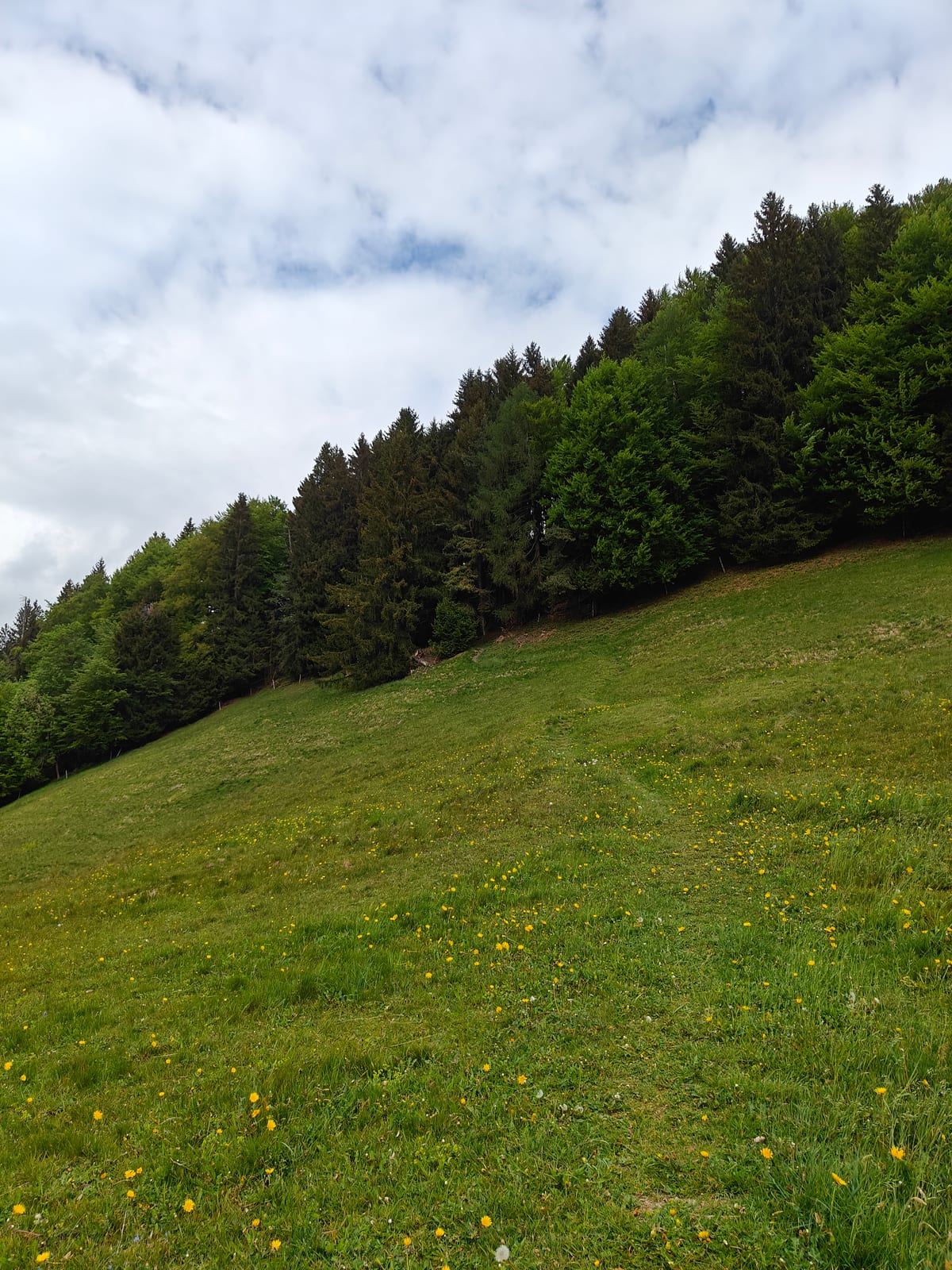 Green meadow with dandelions and forest edge above — the turn-left point before the pylon