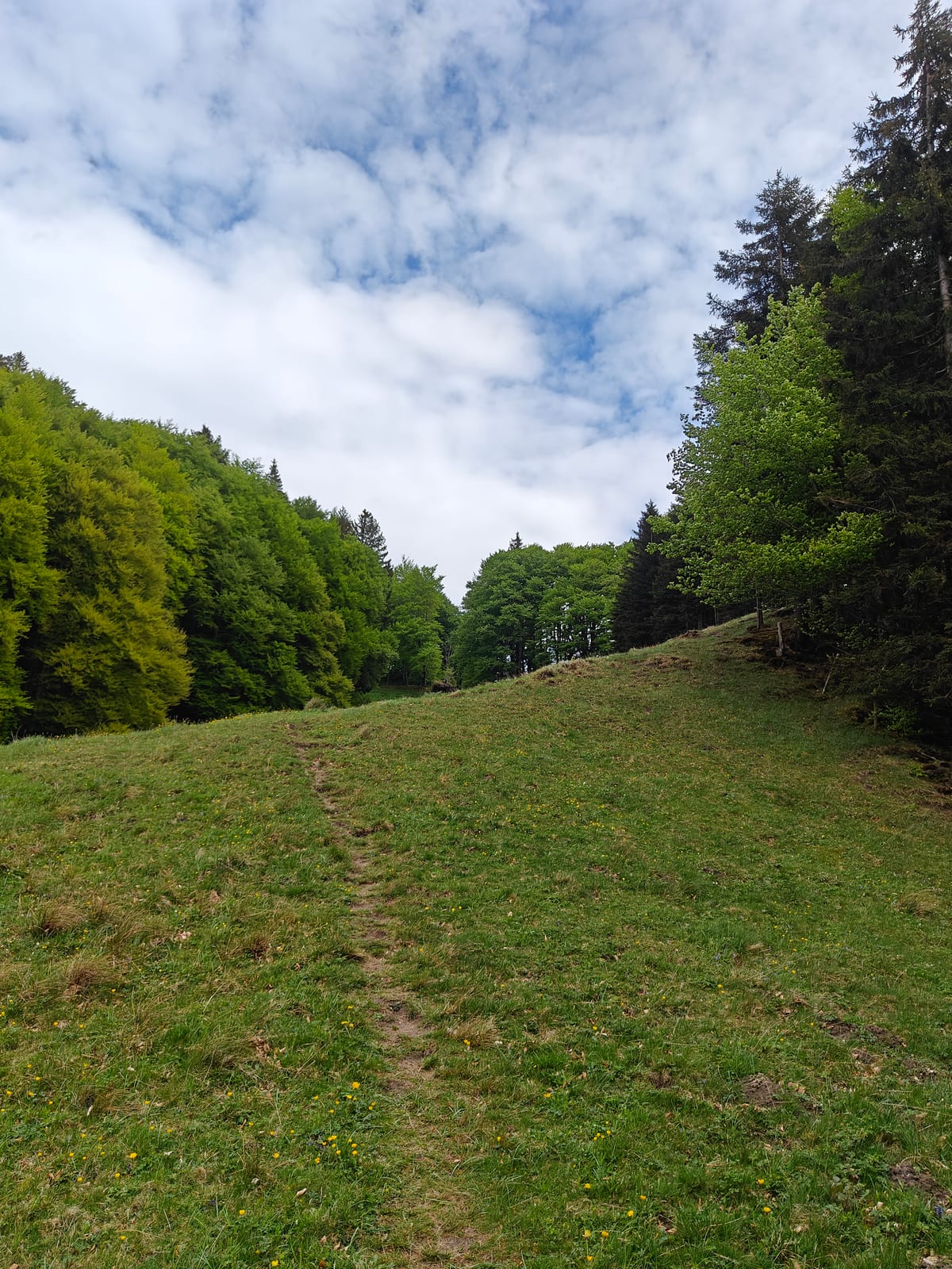 Trail climbing through green meadow with forest on both sides