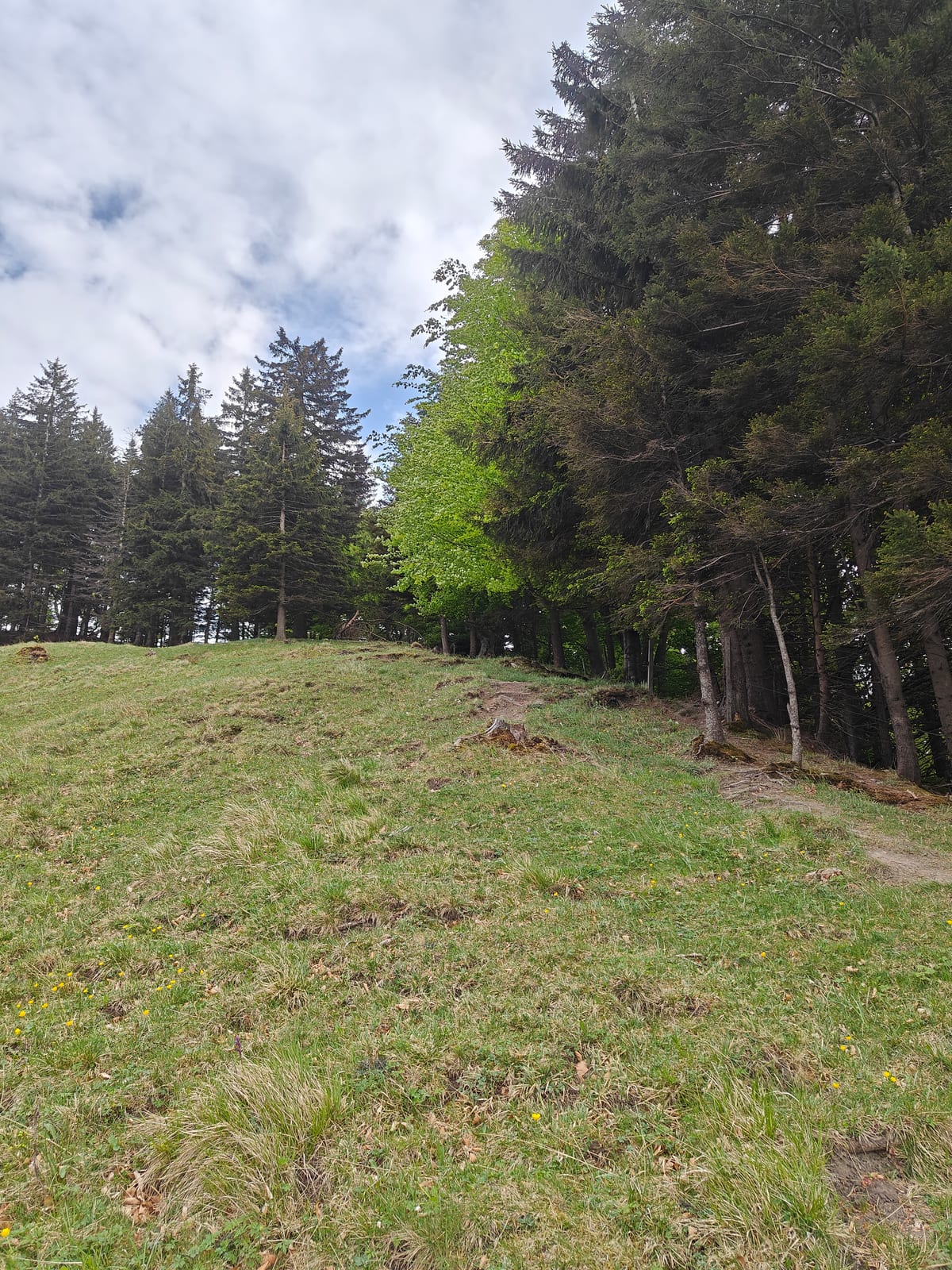 Trail along forest edge on open meadow