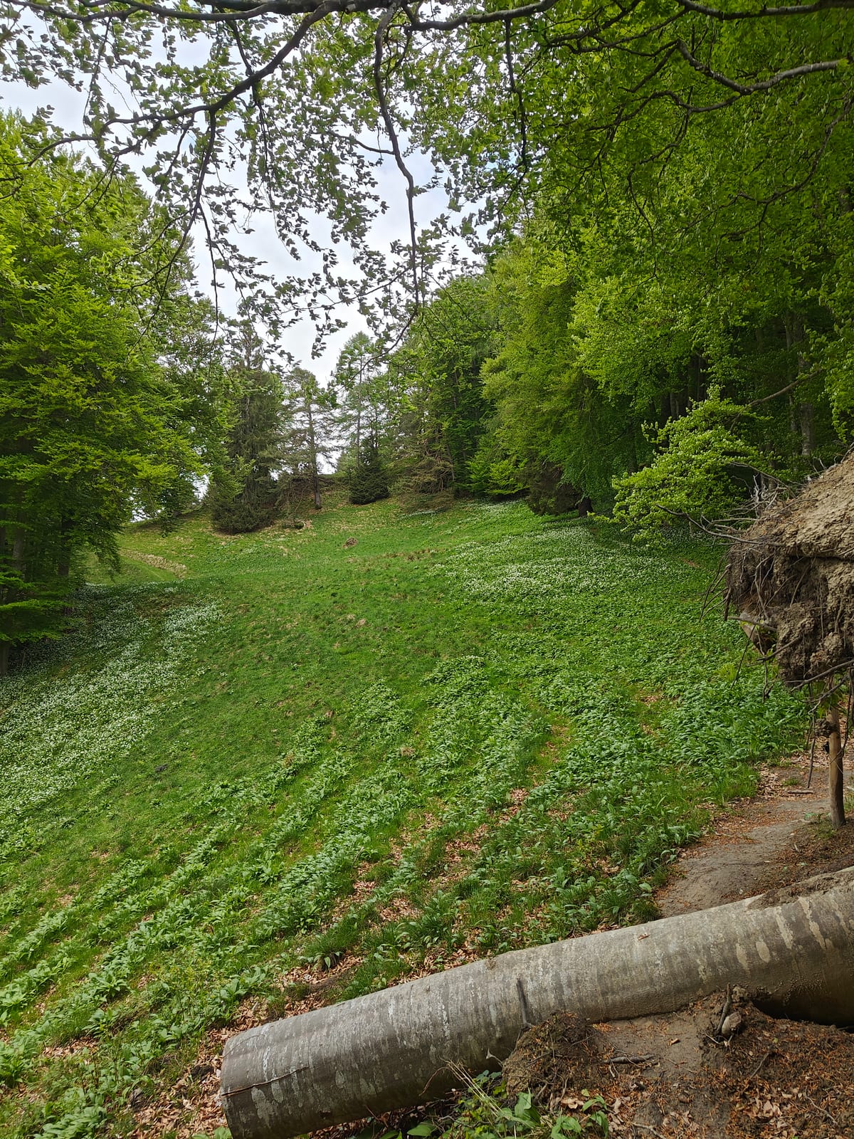 Lush green meadow with wildflowers and fallen log in the foreground
