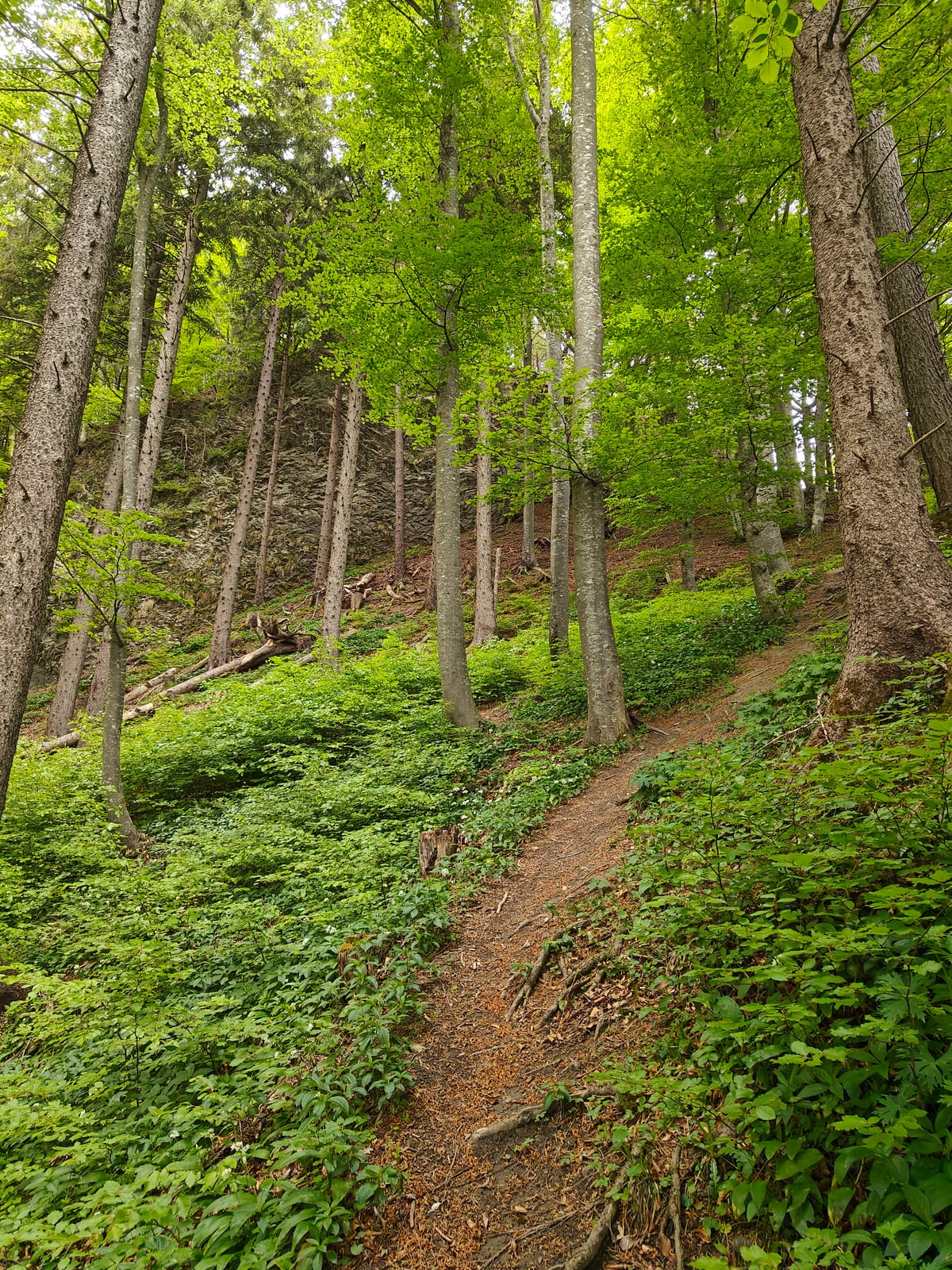 Steep narrow forest trail climbing through beech trees