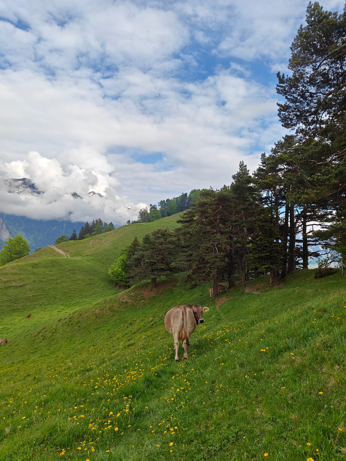 Cow grazing on steep green alpine meadow with dandelions and mountain views