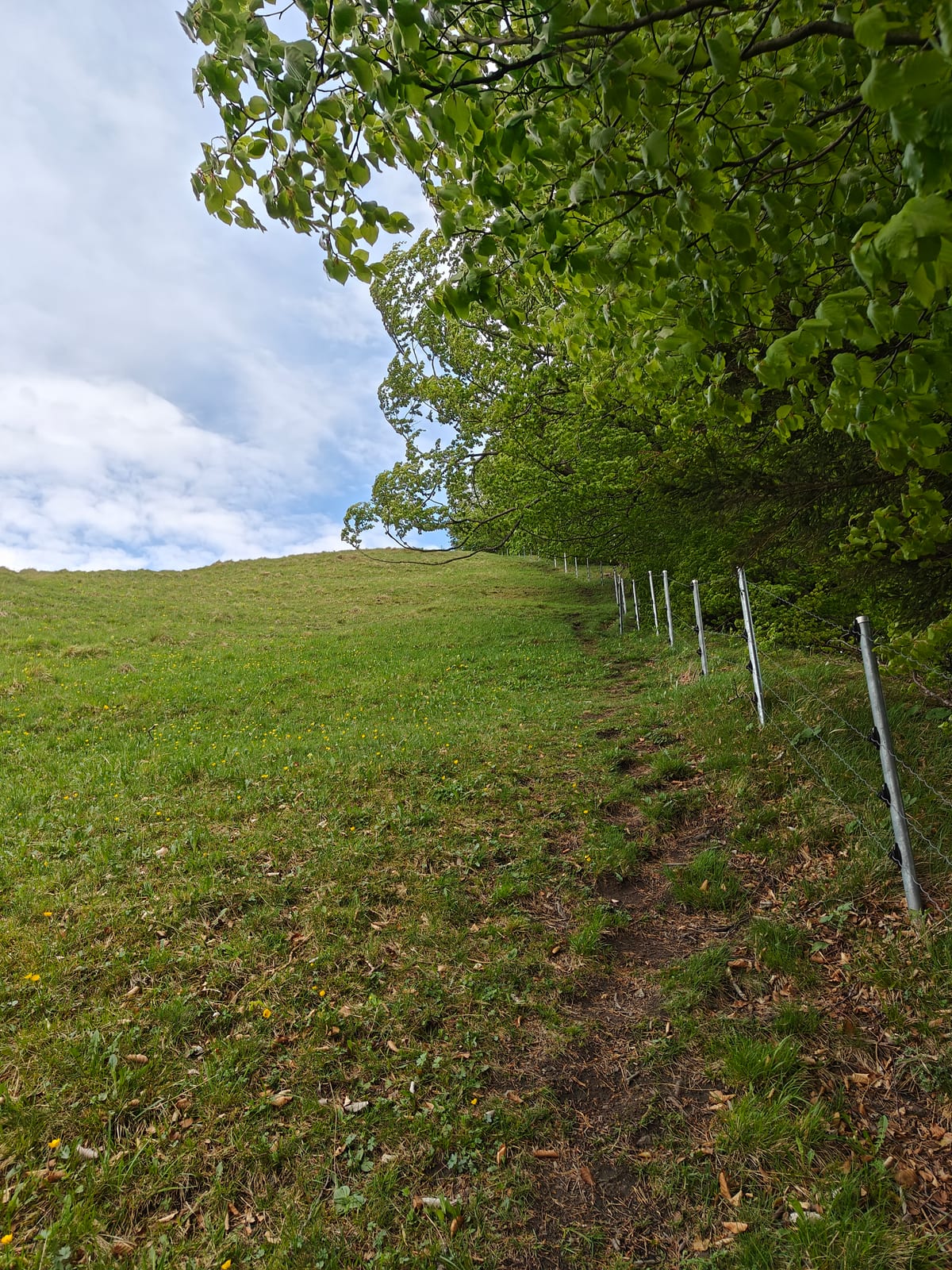 Narrow path along fence posts at the meadow edge beneath a beech tree