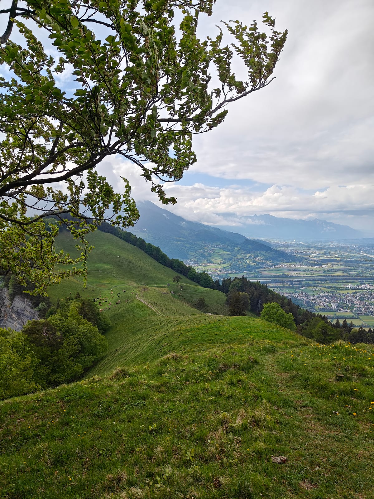 Grassy ridge with steep drop toward Rhine Valley and a tree in foreground