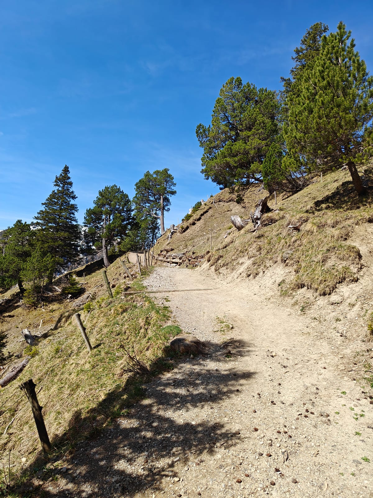 Open trail above Malbun through mountain pine terrain