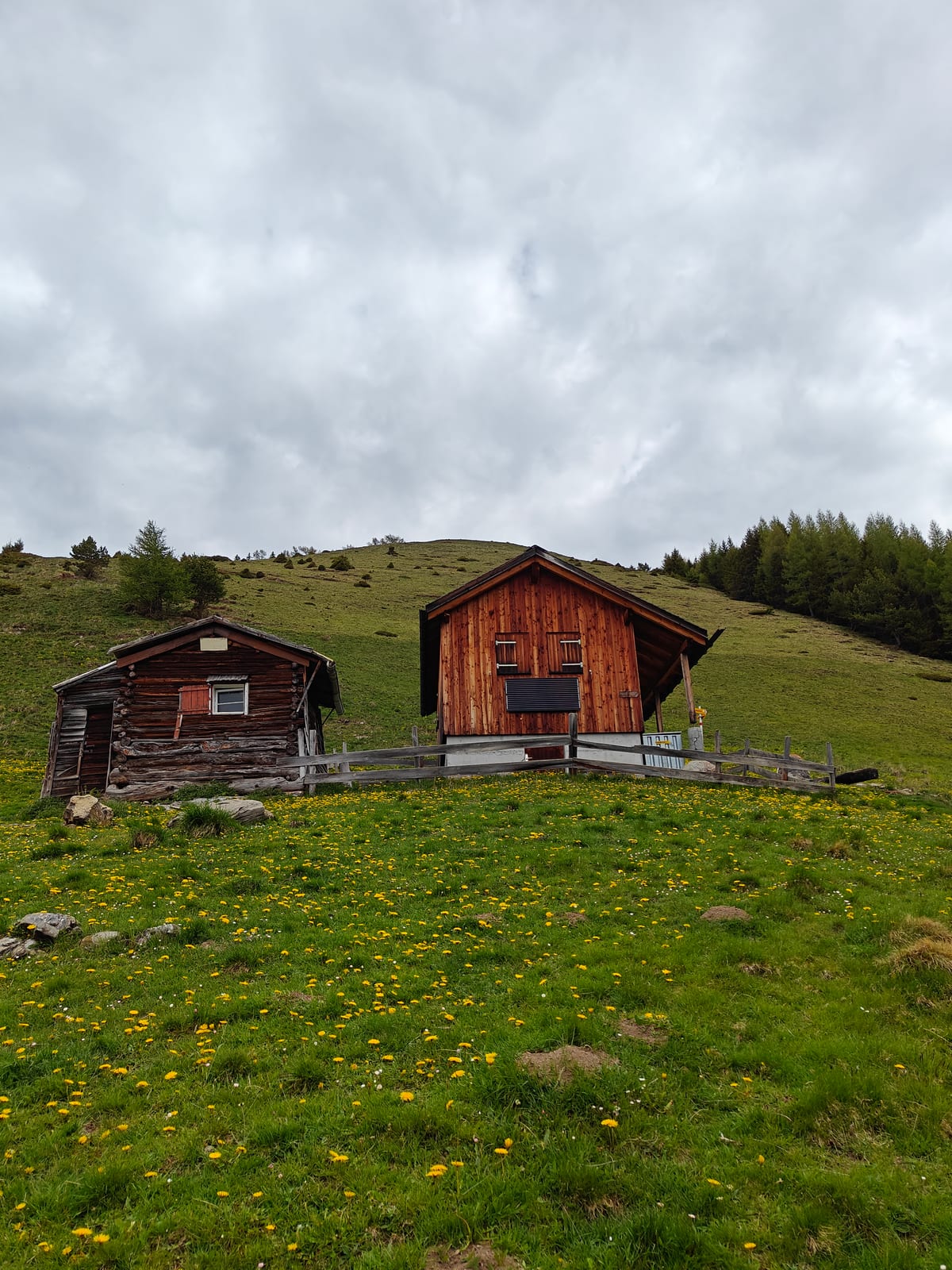 Two alpine huts at Alp Matan on a green meadow with dandelions