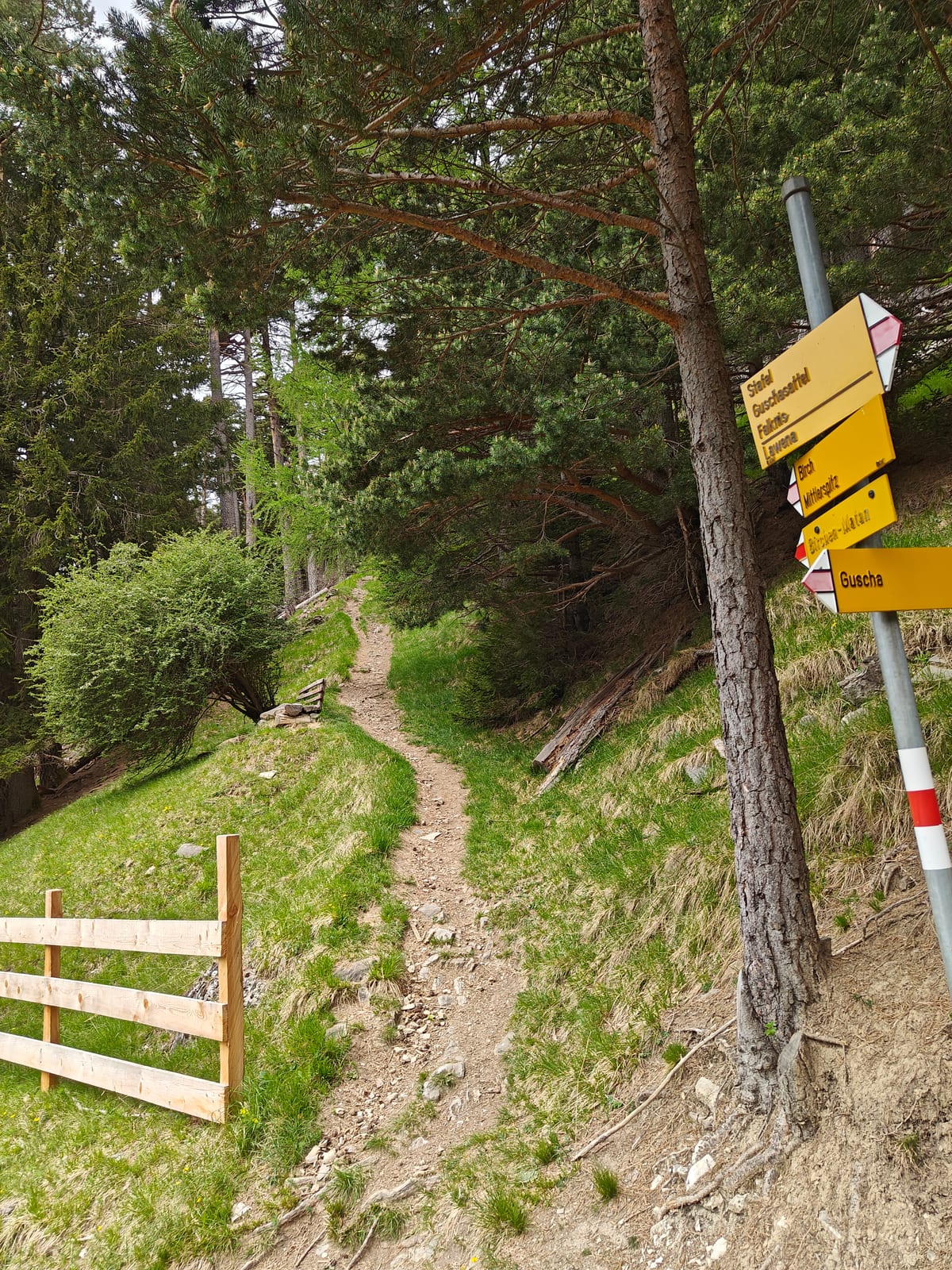 Yellow waymarker in forest pointing toward Guscha on the descent